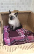 Vanilla bebê 2meses