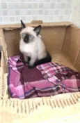 Vanilla bebê 2meses