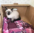 Vanilla bebê 2meses
