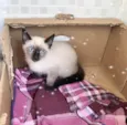 Vanilla bebê 2meses