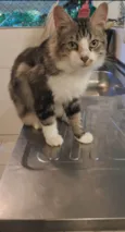 TIGRÃO