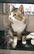 TIGRÃO