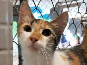 Gato raça srd tricolor  idade 2 a 6 meses nome MABEL