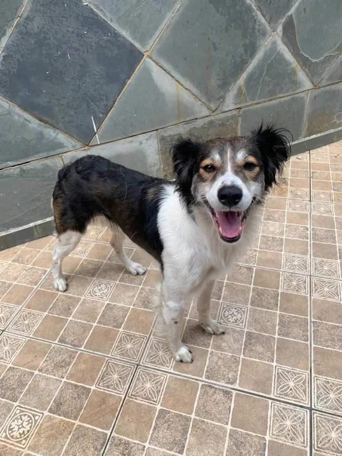 Cachorro ra a Budder Collie c/ Viralata idade 3 anos nome Lara