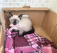 Vanilla bebê 2meses