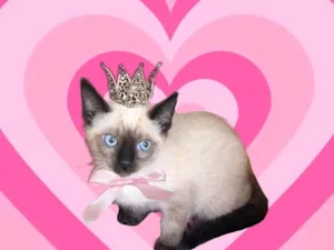 Gato raça Siamêsa idade 2 a 6 meses nome Vanilla bebê 2meses 