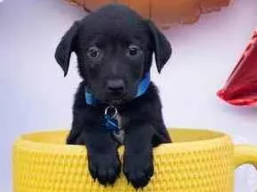 Cachorro raça SRD-ViraLata idade 2 a 6 meses nome Ruffles