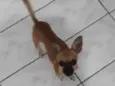 Pituquinha