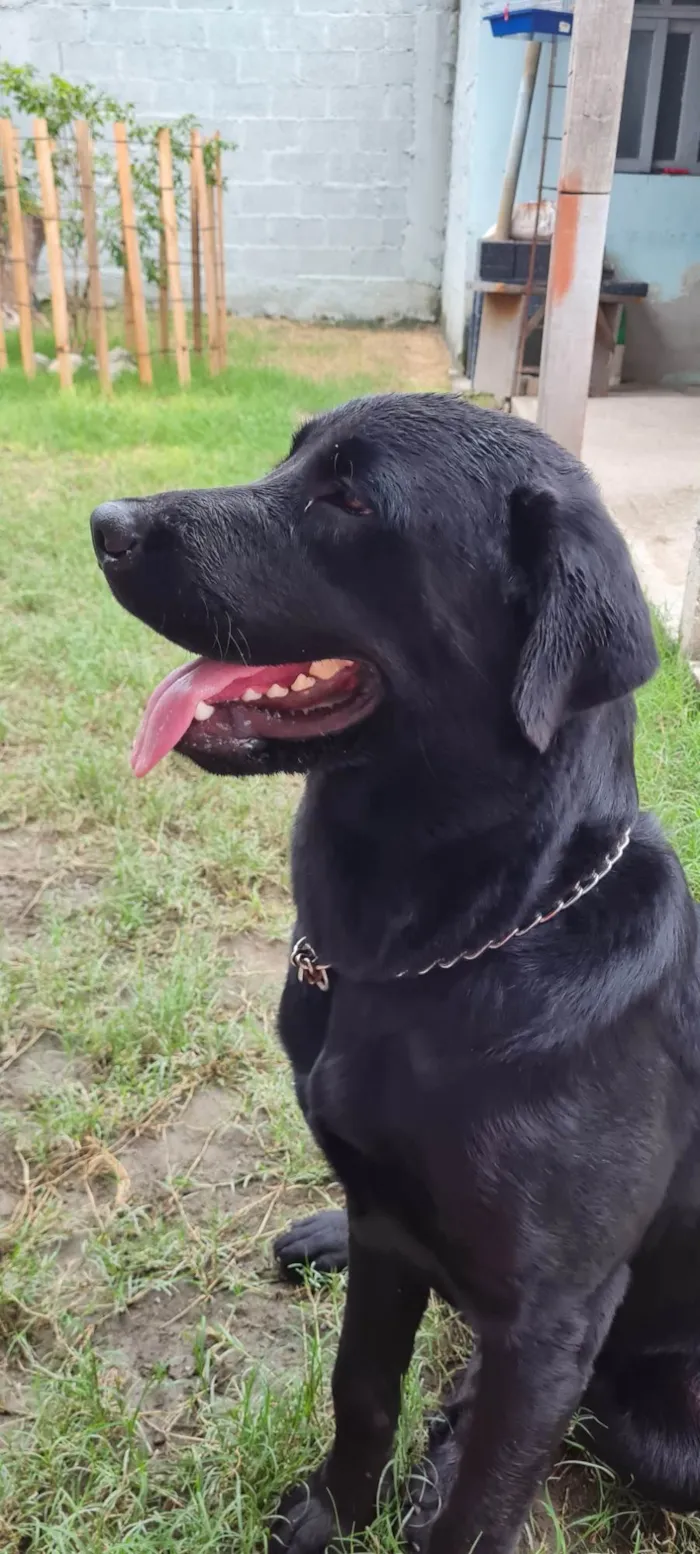 Cachorro ra a Labrador idade 7 a 11 meses nome Thor