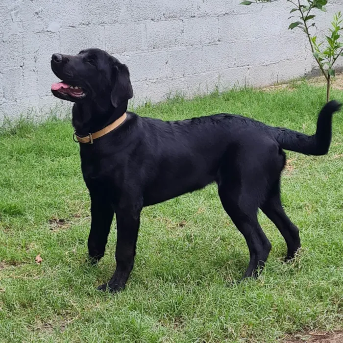 Cachorro ra a Labrador idade 7 a 11 meses nome Thor