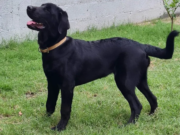 Cachorro ra a Labrador idade 7 a 11 meses nome Thor