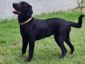 Cachorro raça Labrador idade 7 a 11 meses nome Thor