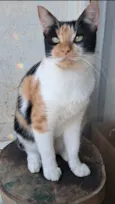 AGNES