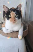 AGNES