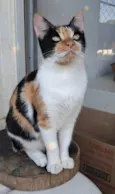 AGNES