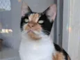 AGNES