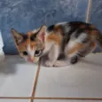 Tricolor baby