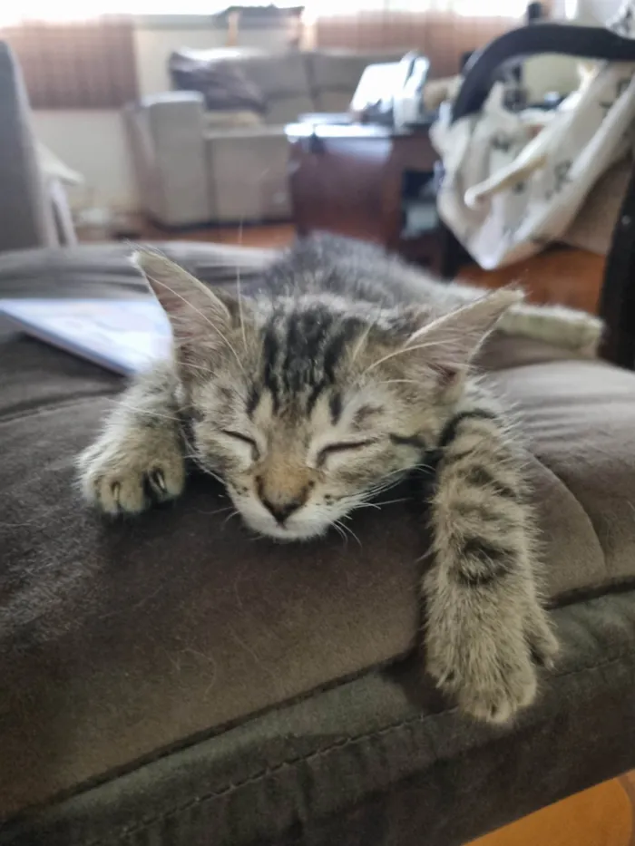 Gato ra a SRD-ViraLata idade 2 a 6 meses nome Aurora