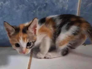 Gato raça SRD-ViraLata idade Abaixo de 2 meses nome Tricolor baby