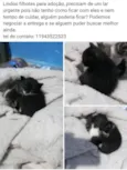 Gatinhos fofinhos