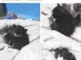 Gatinhos fofinhos