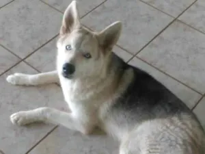 Cachorro raça SRD-ViraLata idade 7 a 11 meses nome Bjorn