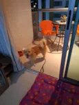 Nala