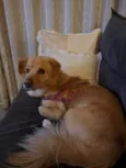 Nala