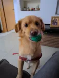 Nala