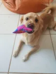 Nala