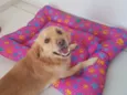 Nala