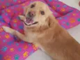 Nala