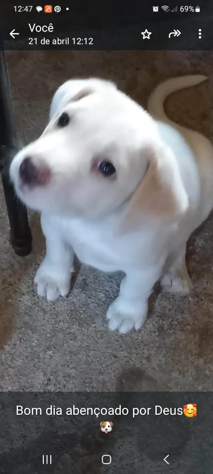 Cachorro ra a Labrador com viralata idade Abaixo de 2 meses nome Eva