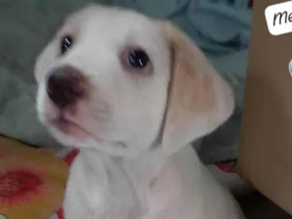 Cachorro raça Labrador com viralata idade Abaixo de 2 meses nome Eva
