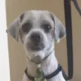 Chico