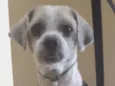 Chico
