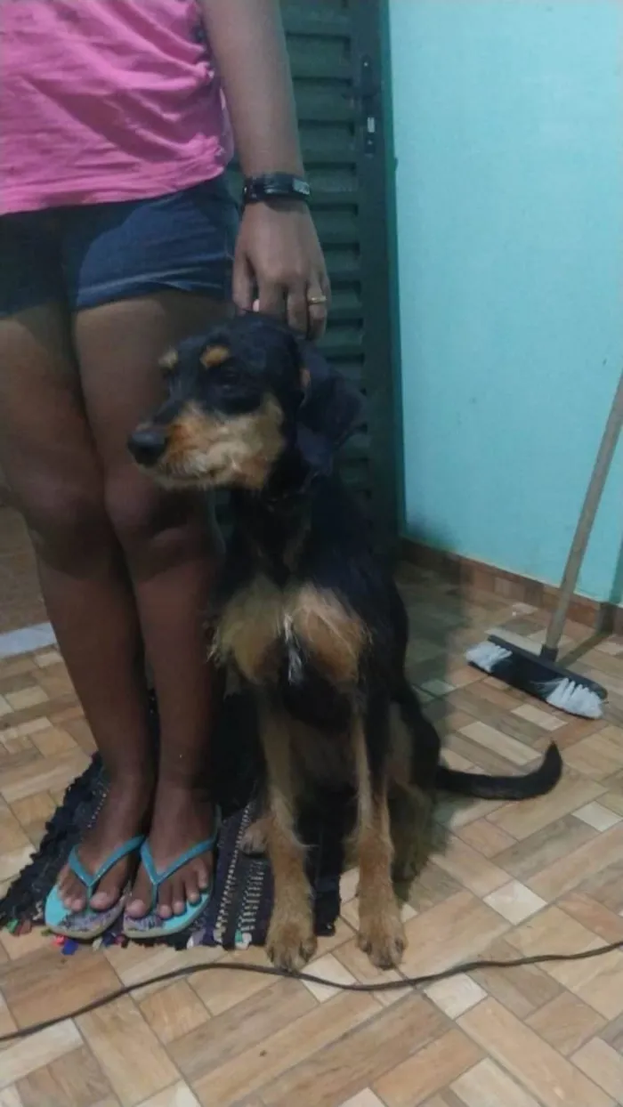 Cachorro ra a Rottweiler com Terrier Alemão idade 7 a 11 meses nome Pandora