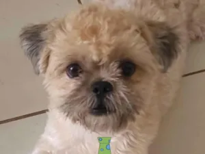 Cachorro raça Mestico  idade 7 a 11 meses nome Júnior 