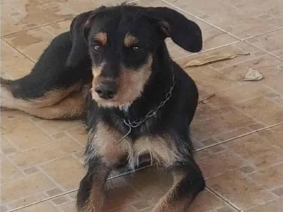 Cachorro raça Rottweiler com Terrier Alemão idade 7 a 11 meses nome Pandora