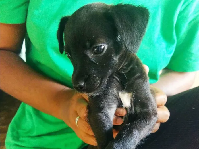 Cachorro ra a Não sei idade 2 a 6 meses nome Ayla