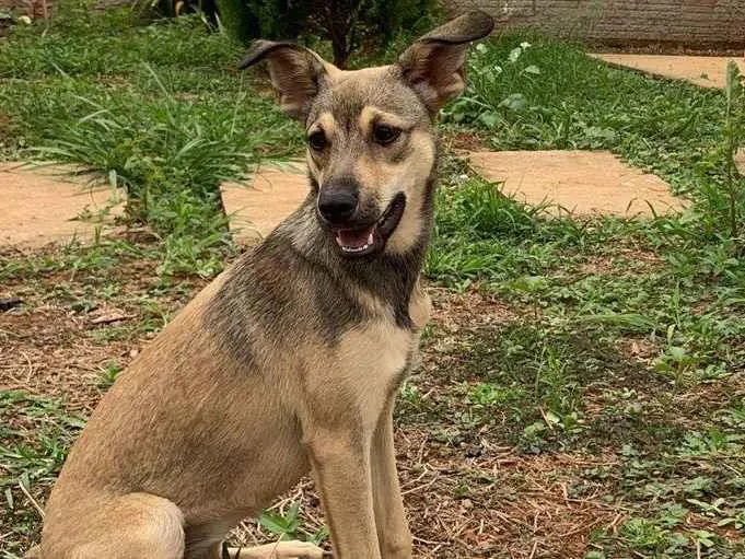 Cachorro ra a SRD-ViraLata idade 2 a 6 meses nome Liz