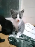 Gato