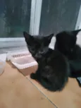 Gato