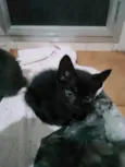 Gato