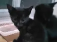Gato