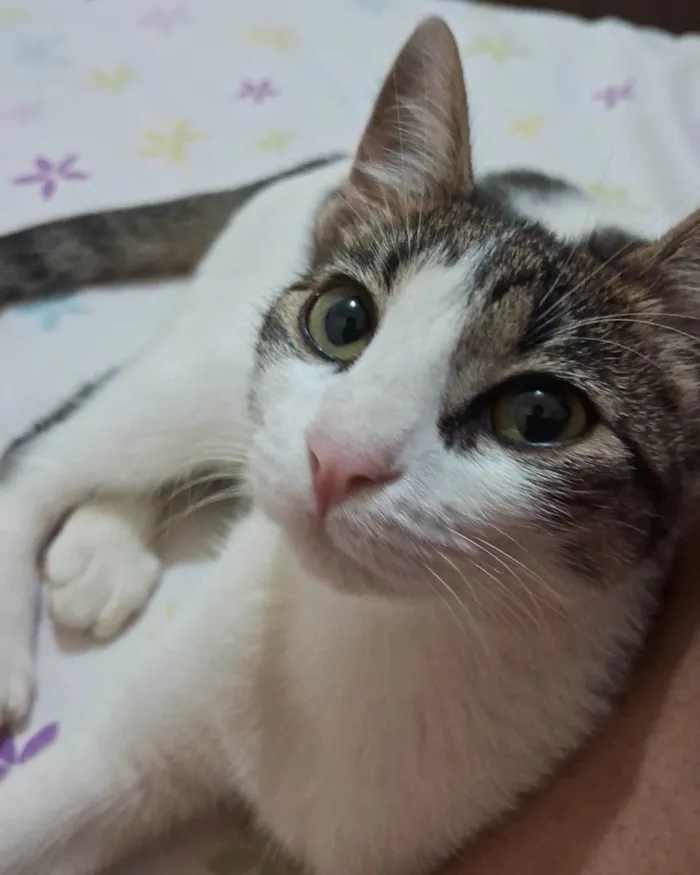 Gato ra a SRD-ViraLata idade 2 a 6 meses nome Nina