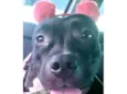 Vick