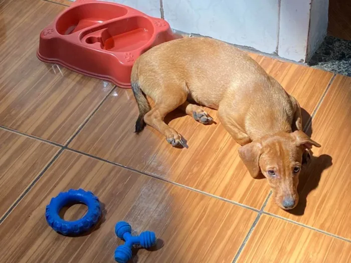 Cachorro ra a mistura de salsicha com pinscher idade 2 a 6 meses nome Simba