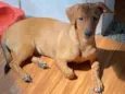 Simba