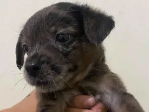 Cachorro raça SRD-ViraLata idade 2 a 6 meses nome Romeu